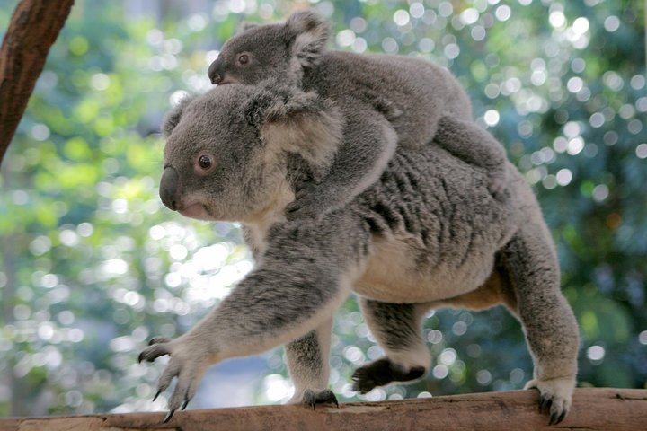 Lone Pine Koala Sanctuary Admission with Brisbane River Cruise - Accommodation Bookings